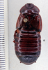 CollectionObject 1552897; a57f0f30-79d1-48ce-b239-b693c8aa9e96: Photo by Heidi Hopkins. dorsal habitus. (CollectionObject).