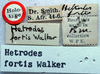 CollectionObject 1516909; af6b99b3-d2f8-4be6-92a1-ecfb3e3ec4e6: labels (holotype of Hetrodes fortis). (CollectionObject).