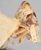 Habitus, lateral view on Diacra incana Emeljanov, 1961: holotype. (Observation).