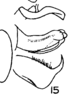 Aedeagus, lateral view on Anthoflata fortunata (Fennah, 1941): (Observation).