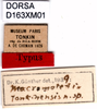 CollectionObject 1505081; 4efe119f-a50a-4294-b757-0160c4209f70, DORSA D163XM01: labels (holotype). (CollectionObject).