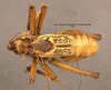 male, dorsal view (holotype). Depicts CollectionObject 1507296; c1df69f2-c1c1-425e-9d54-16efe7e9a05b, a CollectionObject.