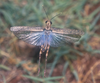 Abisares viridipennis viridipennis (Burmeister, 1838): individual with expanded wings (Kilimanjaro). (Otu).