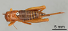 CollectionObject 1961665; dbedc658-971e-459c-befe-b8c17523444c, ANSP 13_GRYLL_ANSP: Female, dorsal view (allotype). (CollectionObject).