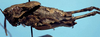 male, lateral view (holotype or lectotype). Depicts CollectionObject 1533156; e73163b9-9e0a-4dd1-b217-e408b3288b3a, a CollectionObject.