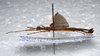 CollectionObject 1580876; b4457512-2fc6-4abd-829e-d2fd3b354211: copyright FRCS Sabah. male, lateral view (holotype). (CollectionObject).
