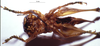 CollectionObject 1534685; MZPW 3225227, 2a38d71b-ca9c-4e56-a161-05b859e032c2: female, ventral view. (CollectionObject).