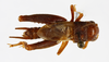 CollectionObject 1539947; 03a48914-45f1-4458-acc9-9e3850e54a7c, MNHN-EO-ENSIF6986: male, dorsal view (holotype). (CollectionObject).