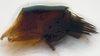 Pygofer, lateral view: (Observation).