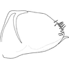 Pygofer, lateral view on Distantasca tiaca (Dworakowska, 1994): Genital capsule, lateral view. (Observation).