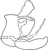 Pygofer, lateral view on Dikrella (Dikrella) gilva Ruppel & DeLong, 1953: Genital capsule, lateral view. (Observation).