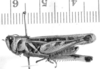 CollectionObject 1524994; 20771361-3814-4c5c-b553-60632dd3266c: male, lateral view (lectotype of Plectrotettix macneilli). (CollectionObject).