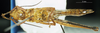 CollectionObject 1577150; 12add713-c0dc-4ea7-8707-a2a08a2376de: female, ventral view (paratype). (CollectionObject).