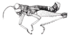 Leptopteracris nigra Carbonell & Descamps, 1978: Fig. 1. Mâle/ Male, habitus. (Otu).