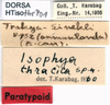 CollectionObject 1507224; fdc906bd-87a0-4728-8fa0-53e22e8b6649: labels (paratype). (CollectionObject).