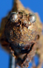 CollectionObject 1584367; feadf7d7-92ed-44dd-ba05-13469ec061a0: male, frontal view (syntype). (CollectionObject).