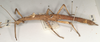 CollectionObject 1559198; 8e5d9e49-4ada-48b3-bb2f-9d7fccc501f8: copyright OUMNH. female, lateral view of synonym Anophelepis vittatus (syntype). (CollectionObject).