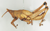 CollectionObject 1540607; 1565bf4c-fb6c-4f8e-9a08-dfddf9e30266: male, lateral view (holotype). (CollectionObject).