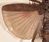 CollectionObject 1558327; 45bf53db-00d5-45bb-a9c7-959fe31a0a00: copyright OUM. female wings (holotype). (CollectionObject).