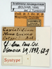CollectionObject 1572231; 3d40b64d-830c-4349-8472-0d94a9f8166c: labels (paralectotype). (CollectionObject).