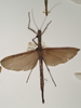 CollectionObject 1562085; 4df377aa-8c7e-43ea-883a-418c911828b5: copyright OUMNH. female, dorsal view (syntype). (CollectionObject).;CollectionObject 1562086; de1335ae-5318-468c-8703-16e1e6fc2d2c: copyright OUMNH. female, dorsal view (syntype). (CollectionObject).