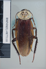 CollectionObject 1573267; 83458952-cc92-49ea-8f04-40f960dc95fc: Copyright NHM, London. Dorsal view, male, non-type. (CollectionObject).