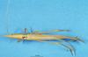 CollectionObject 1507108; 6ffd275d-1f4f-47b1-9d9e-3ff0a0e771f3: female, dorsal view (syntype). (CollectionObject).