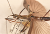 CollectionObject 1561454; 23e893d9-9a73-41bd-bcdb-62c55e4010cc: copyright OUMNH. male: head & thorax, lateral view (syntype). (CollectionObject).;CollectionObject 1561455; d4690fb8-82db-4776-a5e6-00b5fb32a05f: copyright OUMNH. male: head & thorax, lateral view (syntype). (CollectionObject).