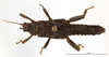 CollectionObject 1559859; 07da87fe-d040-4b1f-b281-0c825751cdb7: copyright MNHN, Paris. male (holotype). (CollectionObject).