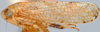 Habitus, lateral view on Acacimenus variabilis Viraktamath, 1999: Acacimenus variabilis, lateral habitus (BMNH). (Observation).