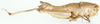 Paracaloptenus caloptenoides caloptenoides (Brunner von Wattenwyl, 1861): female, lateral view. (Otu).