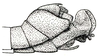 Butania lugubris lugubris (Brunner von Wattenwyl, 1898): Fig. 68 (specimen from Maria Basti). male abdomen tip. (Otu).