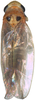 Habitus, dorsal view on Anufrievia curva Yang & Zhang, 2018: Habitus. (Observation).