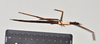 CollectionObject 1558575; NTUC 711, 57cd386d-c046-4ad5-b21a-8850a429580d: copyright NTUC. female, ventral view of Entoria okinawaensis (holotype). (CollectionObject).