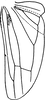 Hind wing on Empoa (Empoides) punicea (Matsumura, 1932): Hind wing. (Observation).
