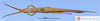 CollectionObject 1565772; b690848f-af99-423d-adcc-2b1b3aed41c2: male, dorsal view. (CollectionObject).