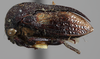 Habitus, lateral view on Dingkana vitreifascia Goding, 1939: (Observation).