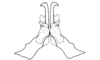 Chlorus vittatus Bruner, 1906: Fig. 5H. distal portion of aedeagus, ventral view. (Otu).