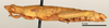 CollectionObject 1580381; 8dae0424-db8a-4385-aa88-3e02aefb6793: female, lateral view (paralectotype). (CollectionObject).