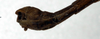 CollectionObject 1556925; 81383a3b-b03b-473e-9dd6-8fd337866f57: copyright NMW. male: end of abdomen, lateral view (lectotype). (CollectionObject).