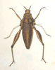 Chrotogonus (Chrotogonus) homalodemus homalodemus (Blanchard, 1836): Plate XXII, 4. female habitus. (Otu).