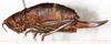 CollectionObject 1576660; NMW 11400, 1472b57d-4e77-4f96-a013-fda45a0e9f1f: female, lateral view (syntype). (CollectionObject).
