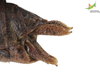 CollectionObject 1849351; 22df537f-02b1-4054-9e65-d4fe8568203c, Unioeste Cascavel K-0039A: Female. End of abdomen, lateral view. (CollectionObject).