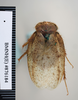 CollectionObject 1553287; NHMUK(SF IMPORT DUPLICATE) BMNH(E) 876184, e396ee1b-e2ce-4f1d-9456-30eb39b5a77e: Copyright NHM, London. Paratype male of synonym Polyphaga thibetana, dorsal view. (CollectionObject).