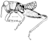 Atacamacris diminuta Carbonell & Mesa, 1972: Fig. 1. male habitus. (Otu).