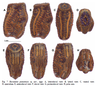 Baculomia Bresseel & Constant, 2019: from original publication. eggs of Baculomia pumatensis [TYPE SPECIES]. (Otu).