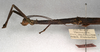 CollectionObject 1557375; 98316f9e-17c7-4057-927c-079d838bda87, NMW 667: copyright NMW, Vienna. female: head and thorax, lateral view (holotype). (CollectionObject).