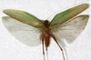 CollectionObject 1566635; NMW 7829, b6ae3cbc-3b96-4d5f-9695-628efb6fea0c: female, dorsal view. (CollectionObject).