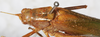 CollectionObject 1566586; 4944d154-2423-45b9-8370-1ee93ee723e1: femal, dorsal view (syntype). (CollectionObject).