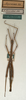 CollectionObject 1557235; NMW 709, f074d7a1-9ffb-45f3-9796-fd799d010af4: copyright NMW, Vienna. male (holotype). (CollectionObject).